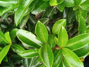 翠綠葉片生機(jī)盎然