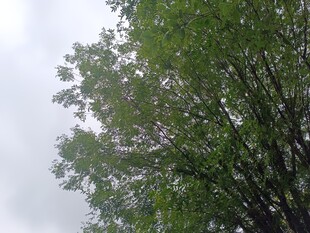 仰視蔥郁樹(shù)木