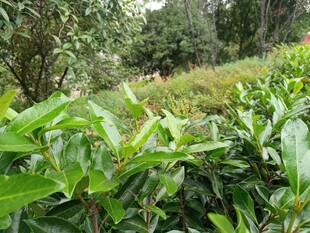 翠綠繁茂的植物景觀