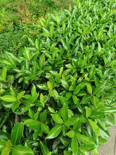 翠綠繁茂的灌木叢