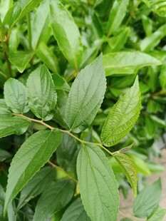 翠綠葉片特寫(xiě)