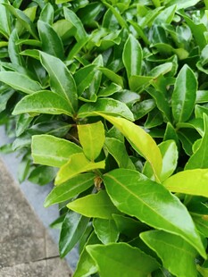 翠綠生機(jī)盎然的植物葉片