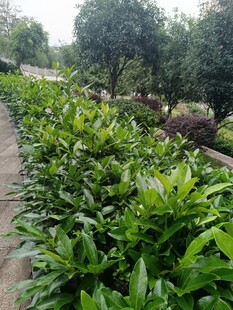 綠植花園中的繁茂植物