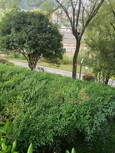 綠意盎然的戶外風(fēng)景