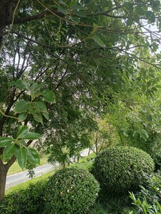 綠意盎然的園林景觀