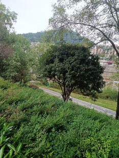 山間綠意盎然的自然小徑