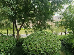 綠意盎然的園林景觀