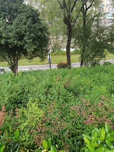 城市中的綠植景觀