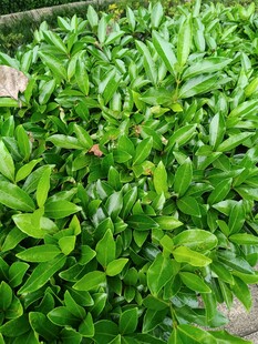 翠綠繁茂的植物葉片