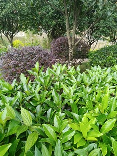 綠意盎然的園林植物景觀