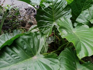 繁茂綠植中的自然景致