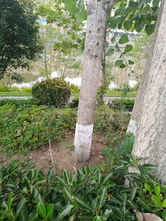 園林樹木與綠植景觀