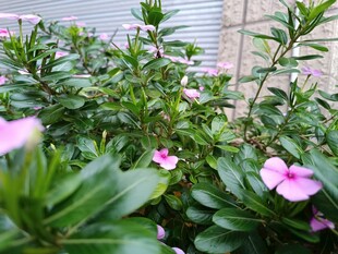 嬌艷長春花綻放綠意間