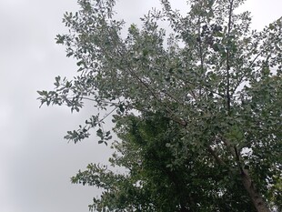 天空下的繁茂綠樹