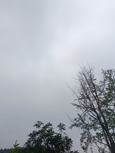 陰天中的枯樹與綠植