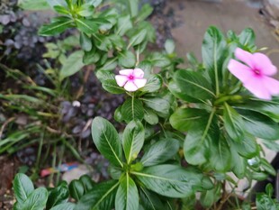 嬌艷長春花綻放綠意間