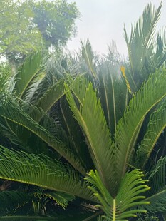 翠綠茂盛的蘇鐵植物