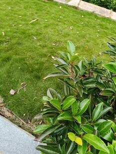 路邊翠綠草坪與綠植景觀