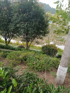 綠意盎然的園林景觀