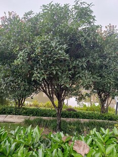 綠樹成蔭的園林景觀