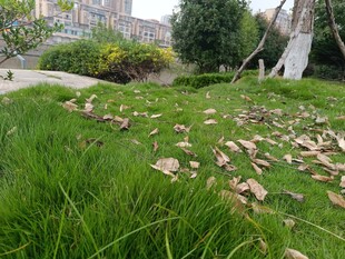 草地散落枯葉景象