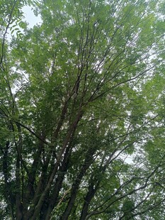 茂密蔥郁的綠色樹林