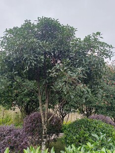 繁茂綠樹于多彩植物間