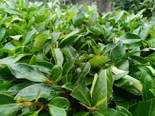 翠綠繁茂的灌木叢