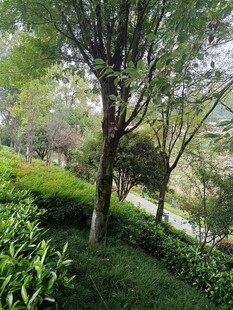 綠意盎然的山林景致