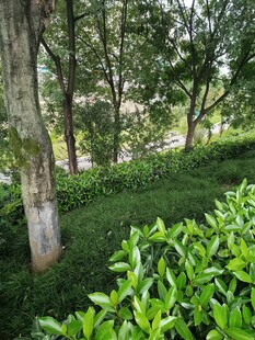 林間綠意盎然的清新茶園