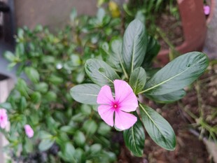 嬌艷粉色小花綻放綠葉間