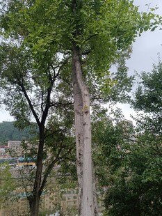 戶外挺拔樹木與遠(yuǎn)景景觀