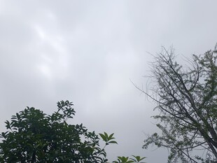 陰天樹枝與綠葉景象