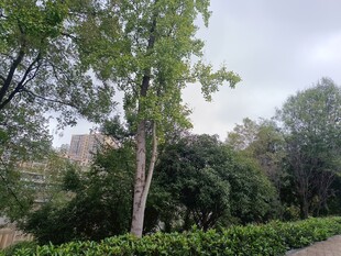 城市中的綠樹與灌木叢