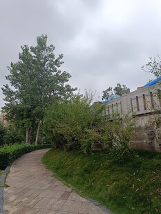 蜿蜒小徑旁的綠植與建筑