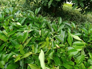 翠綠繁茂的植物景致