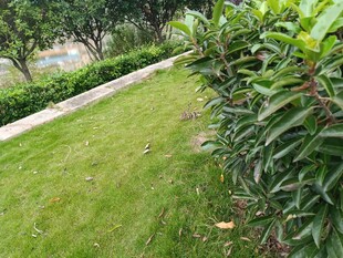 綠意盎然的庭院綠植景觀