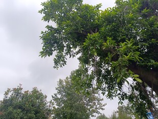 繁茂大樹與周邊綠樹景觀