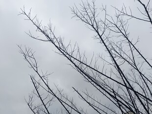 冬日枯樹(shù)枝干景象