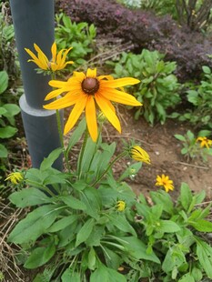 黃色黑心菊綻放于綠植間