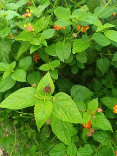 綠葉間的橙紅漿果