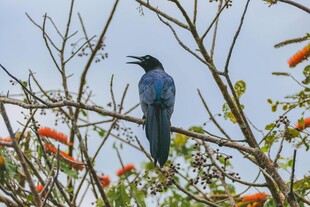 藍鳥棲于繁花樹枝間