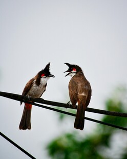 電線上互動(dòng)的兩只小鳥