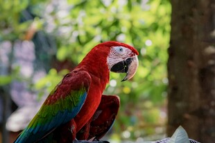 色彩斑斕的金剛鸚鵡