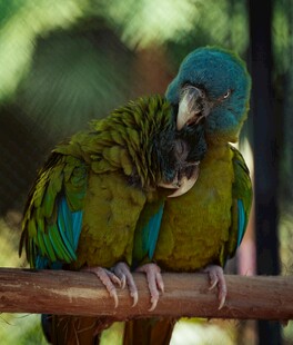 兩只鸚鵡親昵依偎