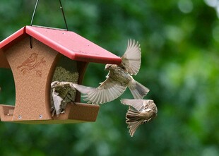 鳥(niǎo)兒在喂食器上進(jìn)食