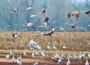 群鳥(niǎo)于田野上空展翅飛舞