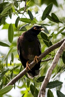 枝頭棲息的鳥(niǎo)