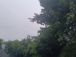 綠樹(shù)成蔭的戶外景致