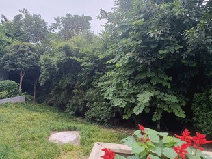 綠意盎然的庭院景觀